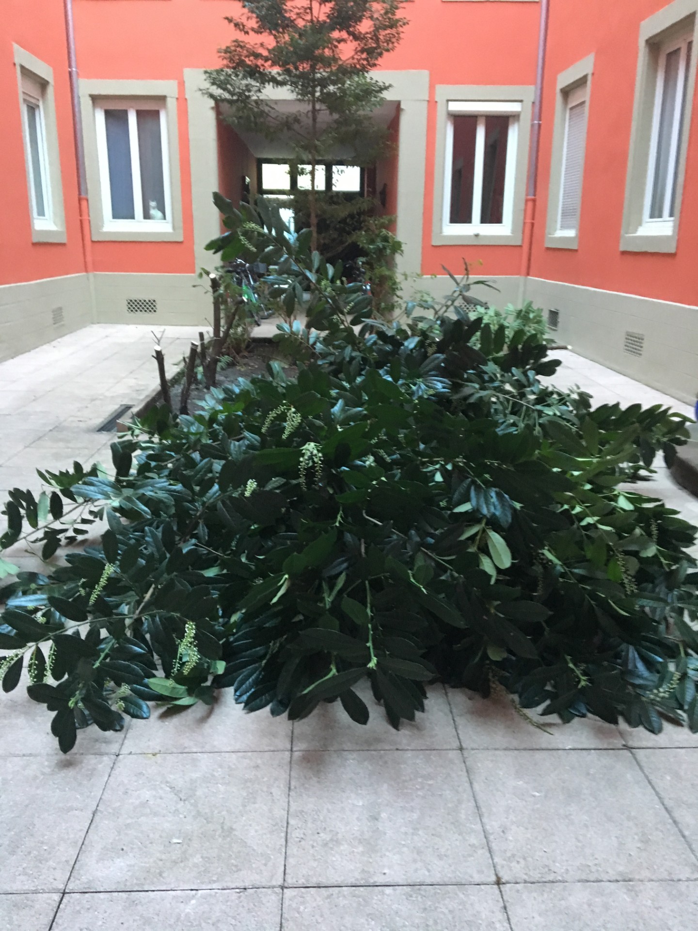 Abattage / élagage d'un arbre pour la copropriété Cour d'Austerlitz à Strasbourg - Réalisé par le paysagiste alsacien Jardins de Mana